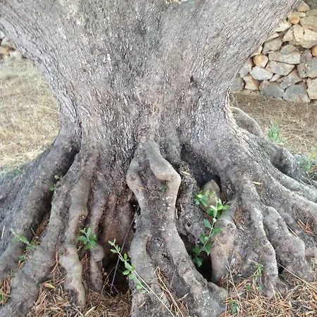 Trullo Serena بيت للعطل أوستوني